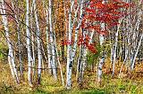 Autumn Birches_29873